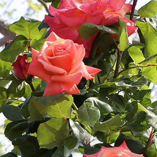 Rosa  Christophe Colomb® - oranžová - Stromkové růže, květy kvetou ve skupinkách - stromková růže s keřovitým tvarem koruny